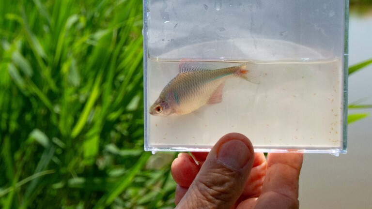 タナゴ 記事一覧 | つり人オンライン